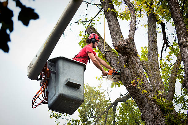 The Steps Involved in Our Tree Care Process in Wallace, ID